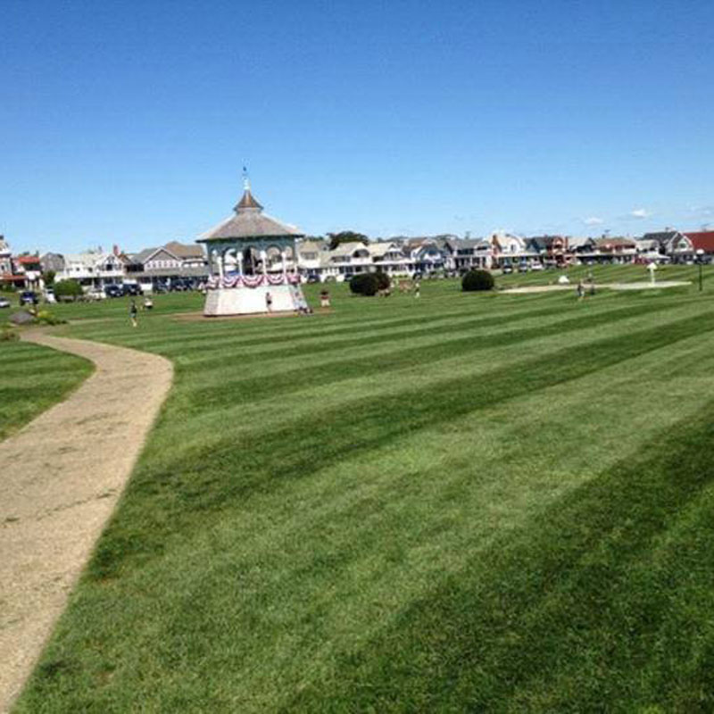 cut grass